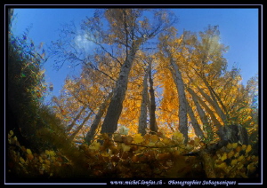 Freshwater Autumn Atmosphere.... by Michel Lonfat 
